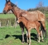 Vds-Foal-Male-Par-Heaven-s-Pride-(Brillantissime)-et-Dirina-(Rodrigo-Jet)-2