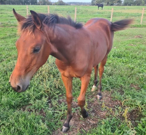Foal-
