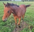 Foal-