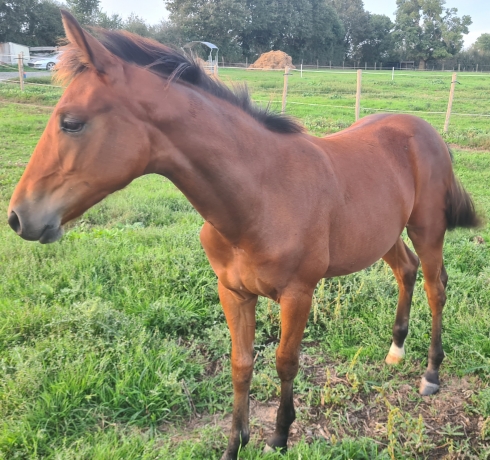 Foal-