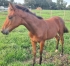 Foal-
