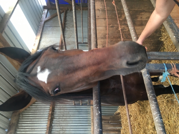 Trotteur-hongre-1