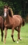Part-sur-pouliche-par-Falcao-de-laurma--mere-Prodigious--souche-Classique--2