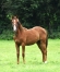 Part-sur-pouliche-par-Falcao-de-laurma--mere-Prodigious--souche-Classique--1