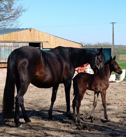 Pension-repos-elevage-2