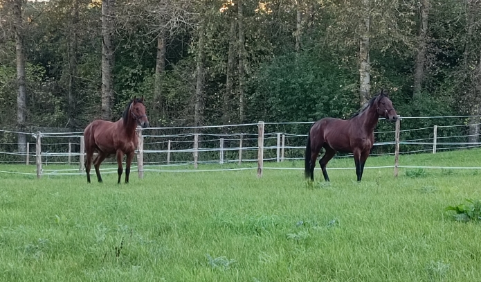 Parts-a-vendre-sur-plusieurs-poulains