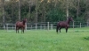 Parts-a-vendre-sur-plusieurs-poulains-2