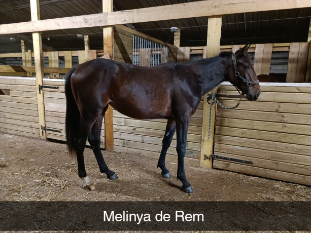 Parts-a-vendre-sur-plusieurs-poulains-1