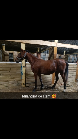 Parts-a-vendre-sur-plusieurs-poulains-0