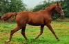Recherche-1-associe----Superbe-pouliche-yearling-par-HOOKER-BERRY-1