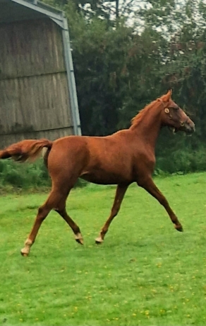 Recherche-1-associe----Superbe-pouliche-yearling-par-HOOKER-BERRY-0