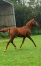 Recherche-1-associe----Superbe-pouliche-yearling-par-HOOKER-BERRY-0