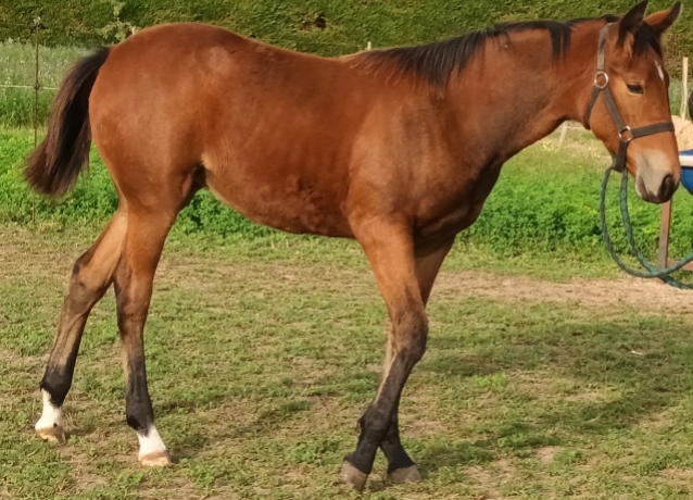 pouliche-N
