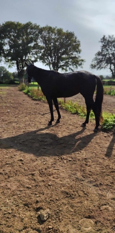 Vds-trotteuse-a-l-entrainement