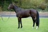 Part-Magnificent-Rodney-avec-saillie-2024-sans-tva-0