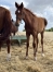 Foal-Femelle-N-0