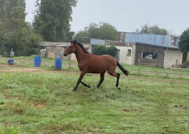 Yearling-Male-par-Etonnant