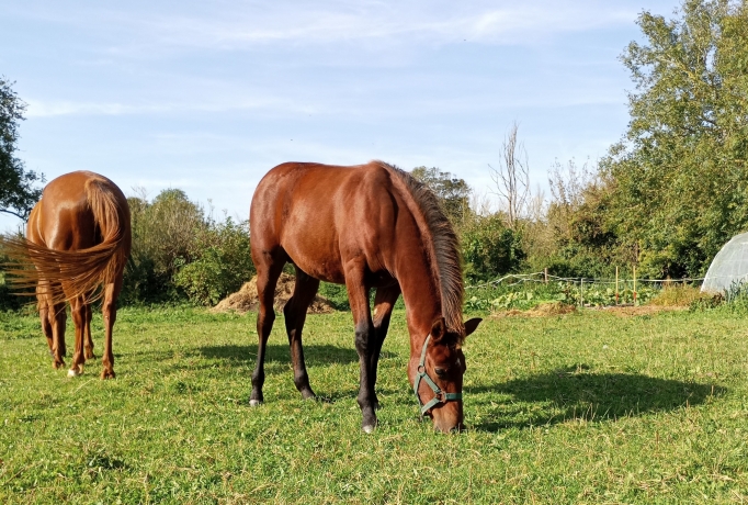 A-vendre-Poulain-N-par-Very-Nice-Marceaux