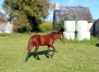 A-vendre-Poulain-N-par-Very-Nice-Marceaux-1