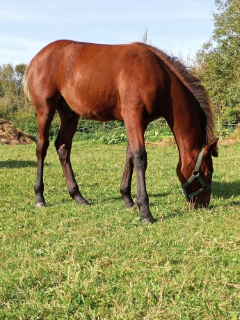 A-vendre-Poulain-N-par-Very-Nice-Marceaux-0
