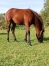 A-vendre-Poulain-N-par-Very-Nice-Marceaux-0