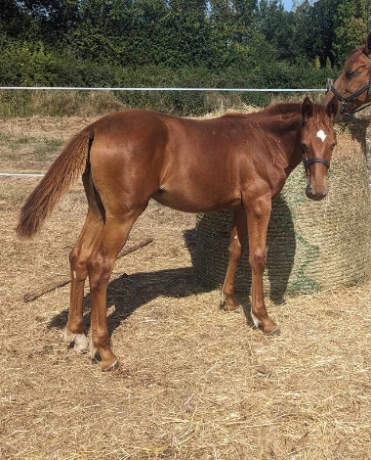 Foal-N-2