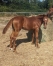 Foal-N-2