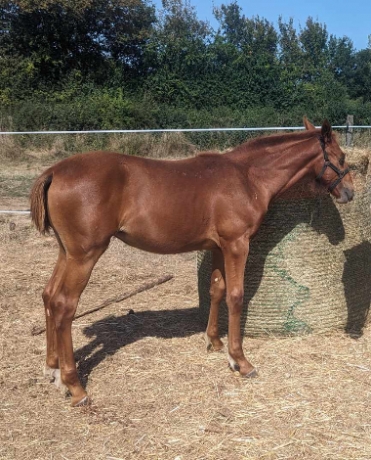 Foal-N-1