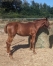 Foal-N-1