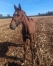 Foal-N-0