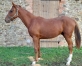 Vends-poulain-Manhattan-Mad-1