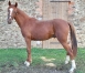 Vends-poulain-Manhattan-Mad-0
