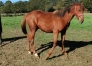 Vends-poulain-(M)-par-Hooker-Berry-0