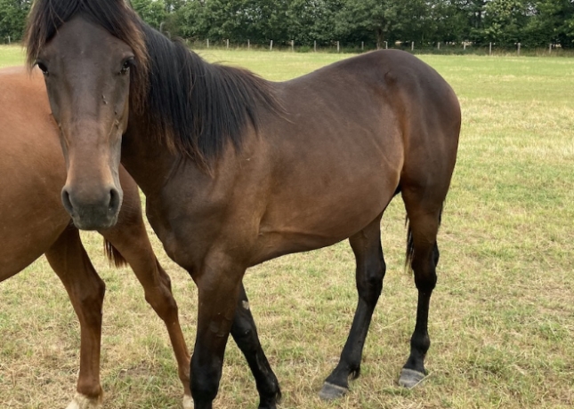 POULAIN-(M)-PAR-BALTIC-CHARM