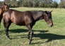 POULAIN-(M)-PAR-BALTIC-CHARM-0