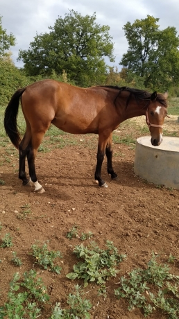 Poulain-M-par-Uaukir-1