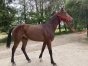 J---pleine-de-Magnificent-Rodney-2
