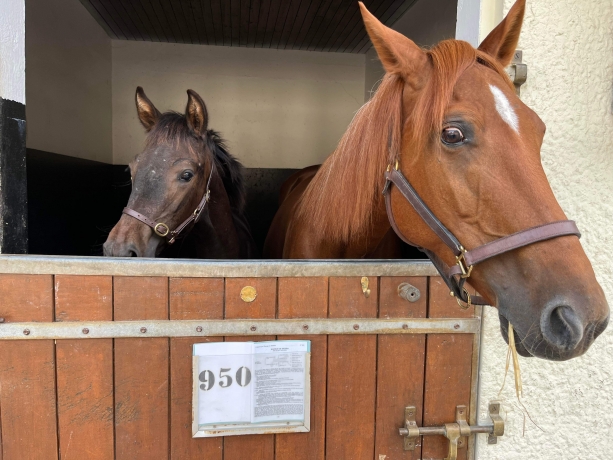 a-vendre-FOAL