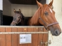 a-vendre-FOAL-2