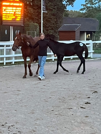 a-vendre-FOAL-1