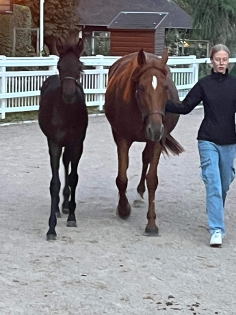 a-vendre-FOAL-0