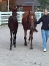 a-vendre-FOAL-0
