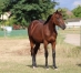 Yearling-par-CAPTAIN-CRAZY-0