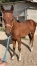 Foal-canari-match-0