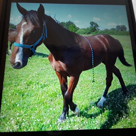 Vends-poulain-male-2