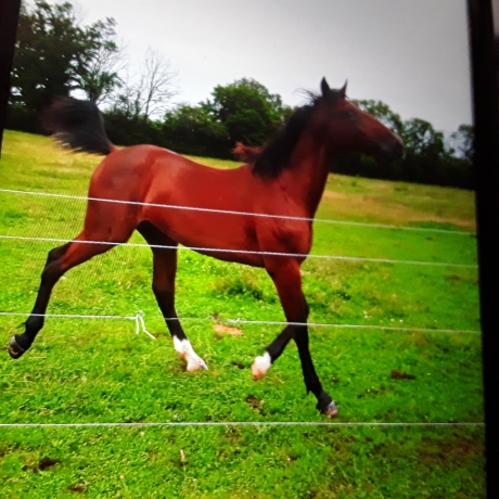 Vends-poulain-male-0