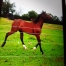 Vends-poulain-male-0