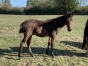 Male-par-Cyprien-des-bordes-0