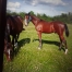 Vends-poulain-hongre-2