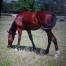 Vends-poulain-hongre-1